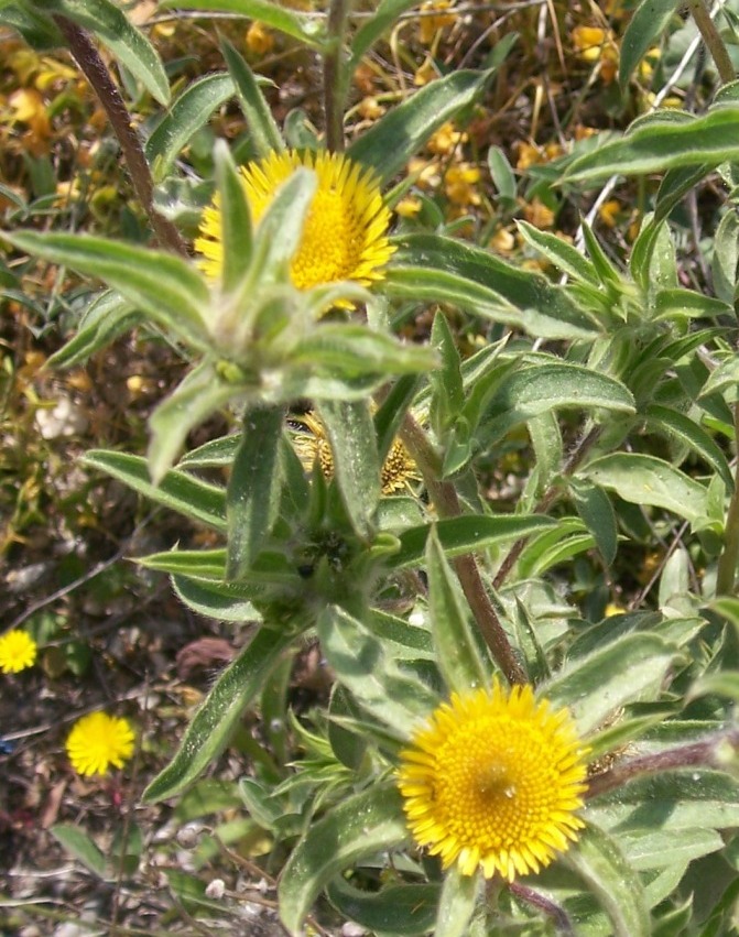 Pallenis spinosa / Asterisco spinoso