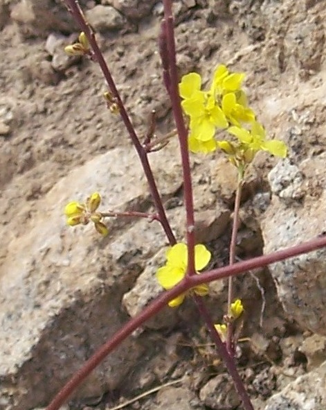 Brassicaceae? S, Bunias erucago