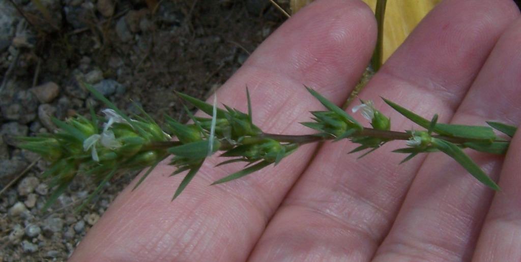 Tiny flowers - Linum strictum