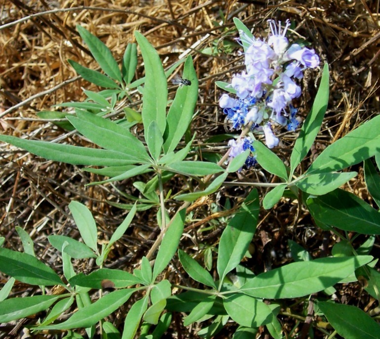 Vitex agnus-castus / Agnocasto