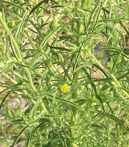 Dittrichia graveolens