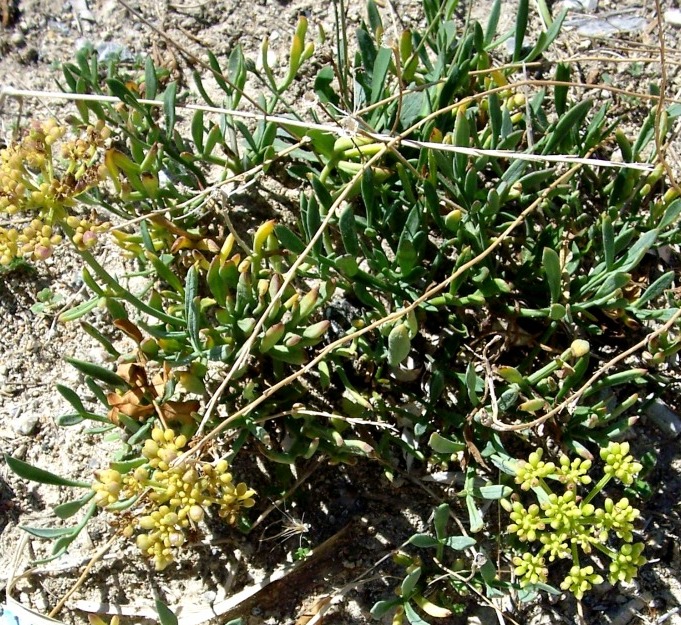 Crithmum maritimum