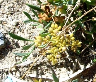 Crithmum maritimum