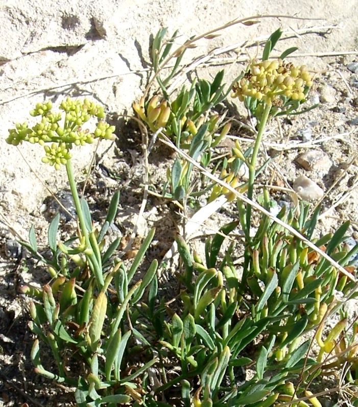 Crithmum maritimum