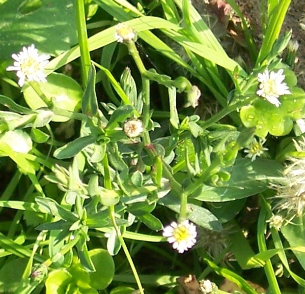 Symphyotrichum squamatum