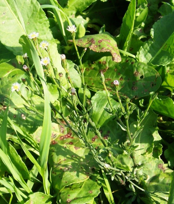 Symphyotrichum squamatum