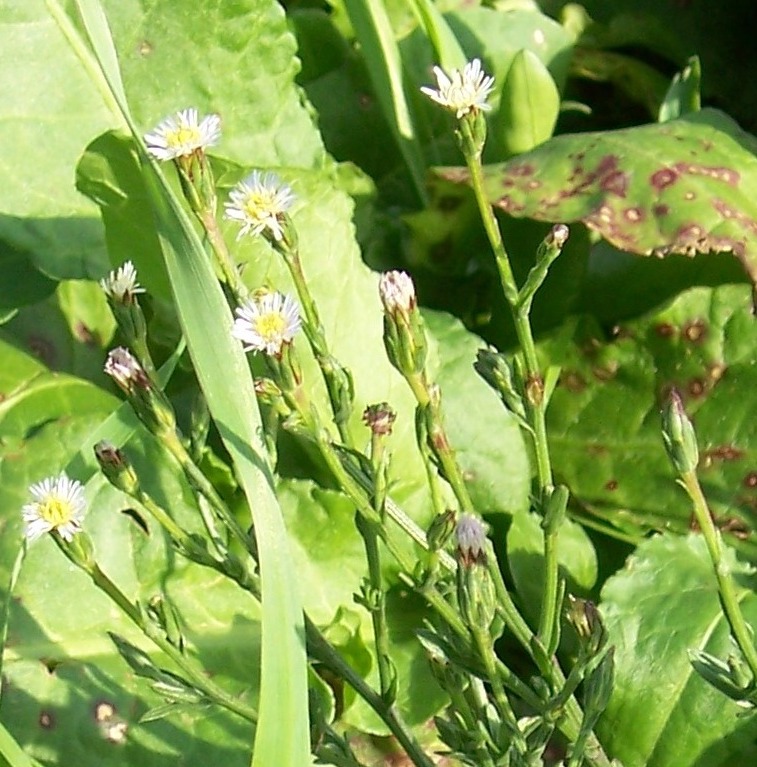 Symphyotrichum squamatum