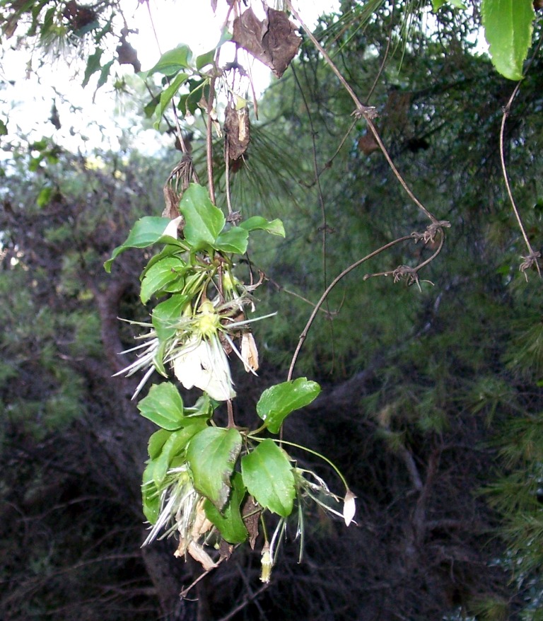 Strangling plant? Clematis cirrhosa
