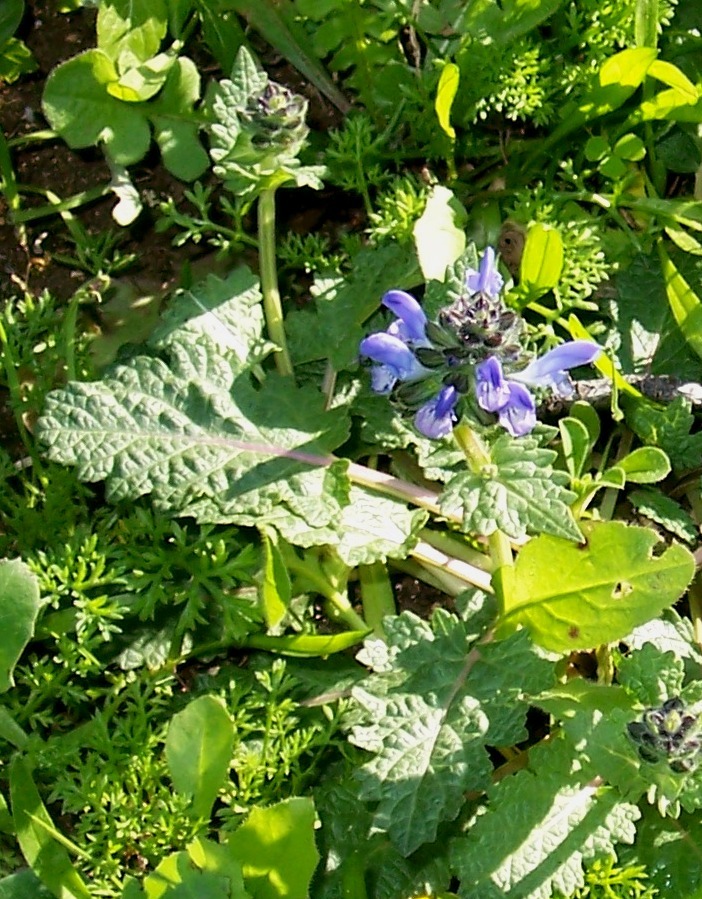 Salvia verbenaca