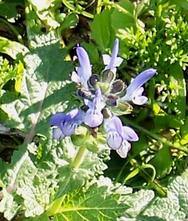 Salvia verbenaca