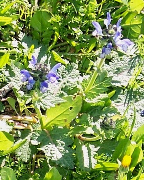 Salvia verbenaca