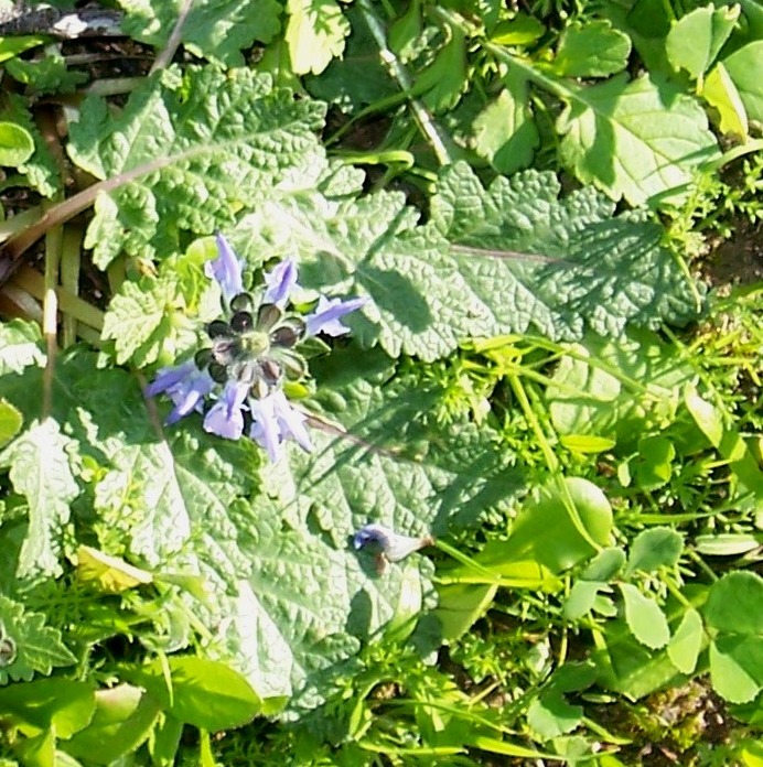 Salvia verbenaca