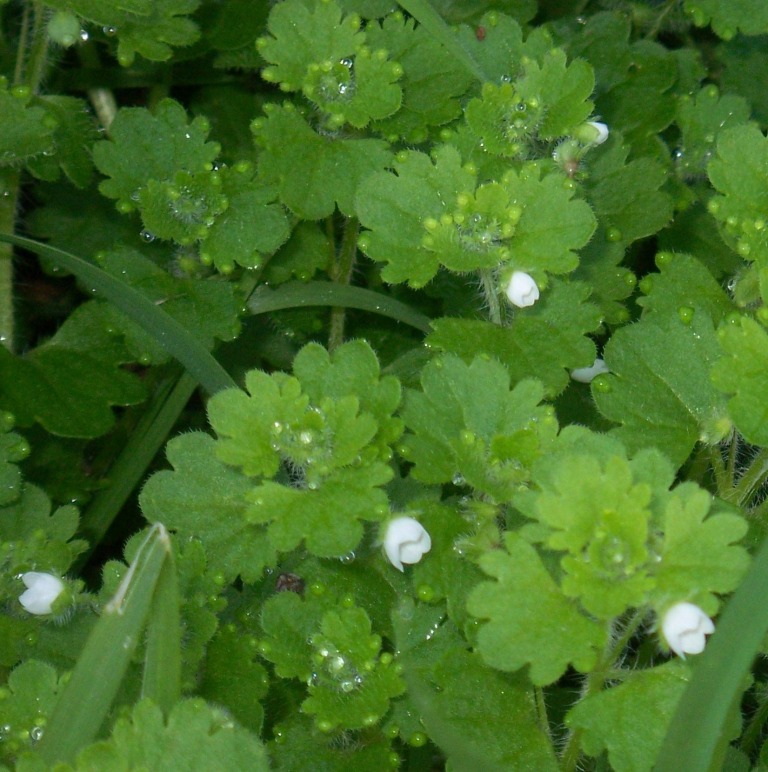 Identification - Veronica cymbalaria