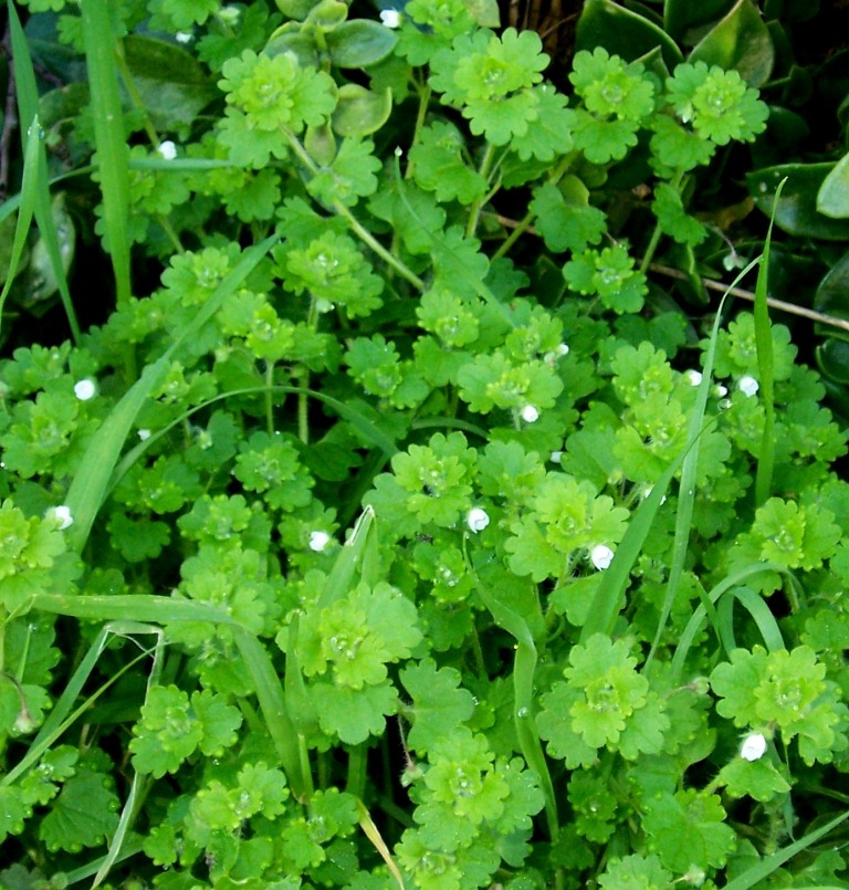 Identification - Veronica cymbalaria