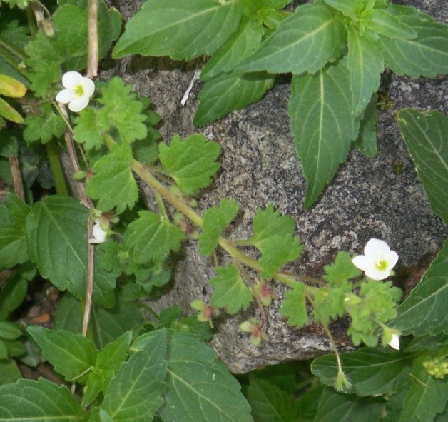 Identification - Veronica cymbalaria