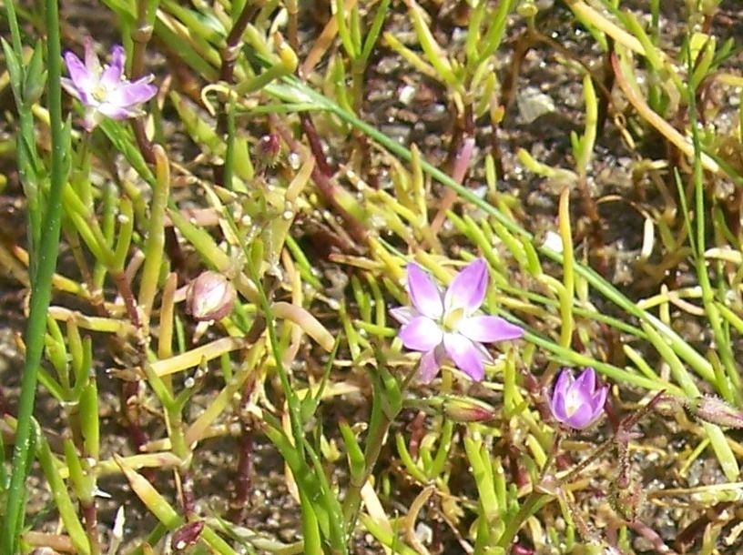 Identification - Spergularia sp.