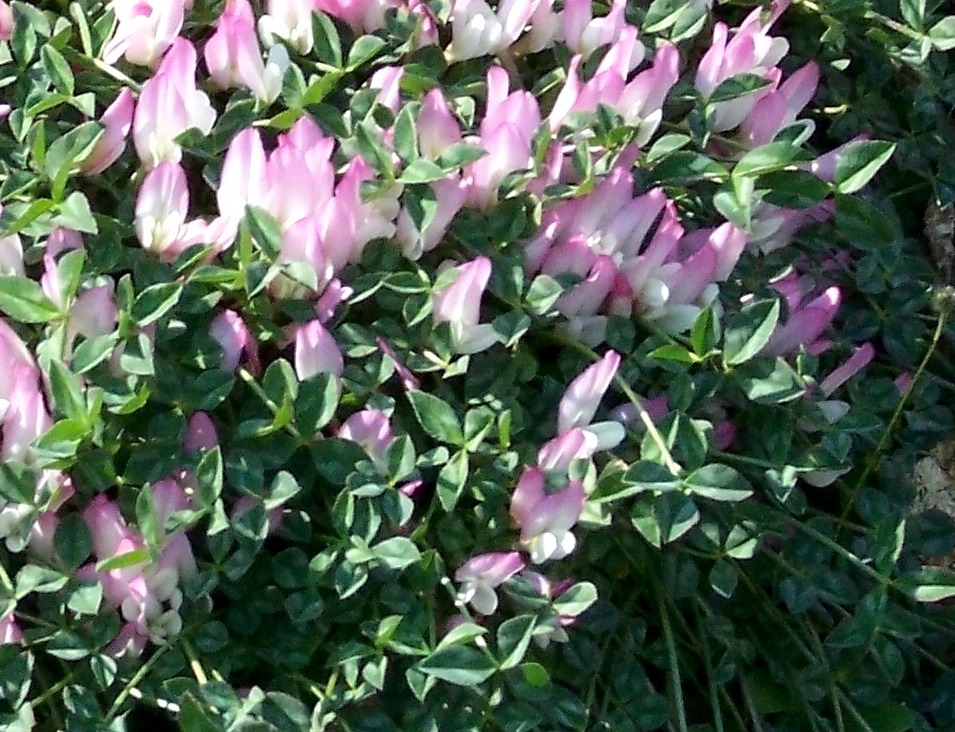 Astragalus ? - Trifolium uniflorum L.