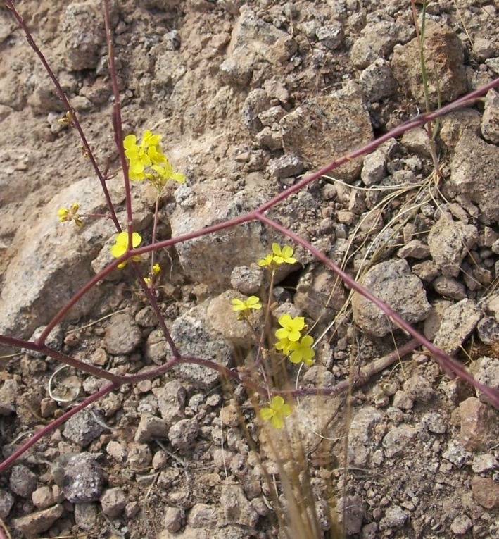 Yellow flowers