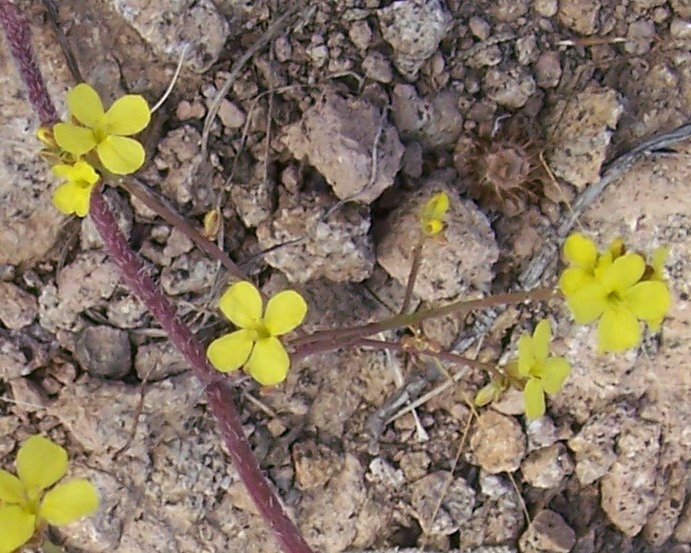 Yellow flowers