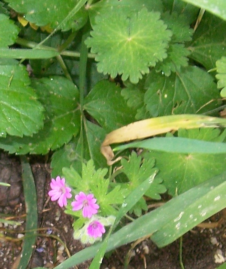 Geranium rotundifolium e G. molle