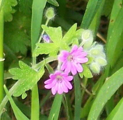 Geranium rotundifolium e G. molle