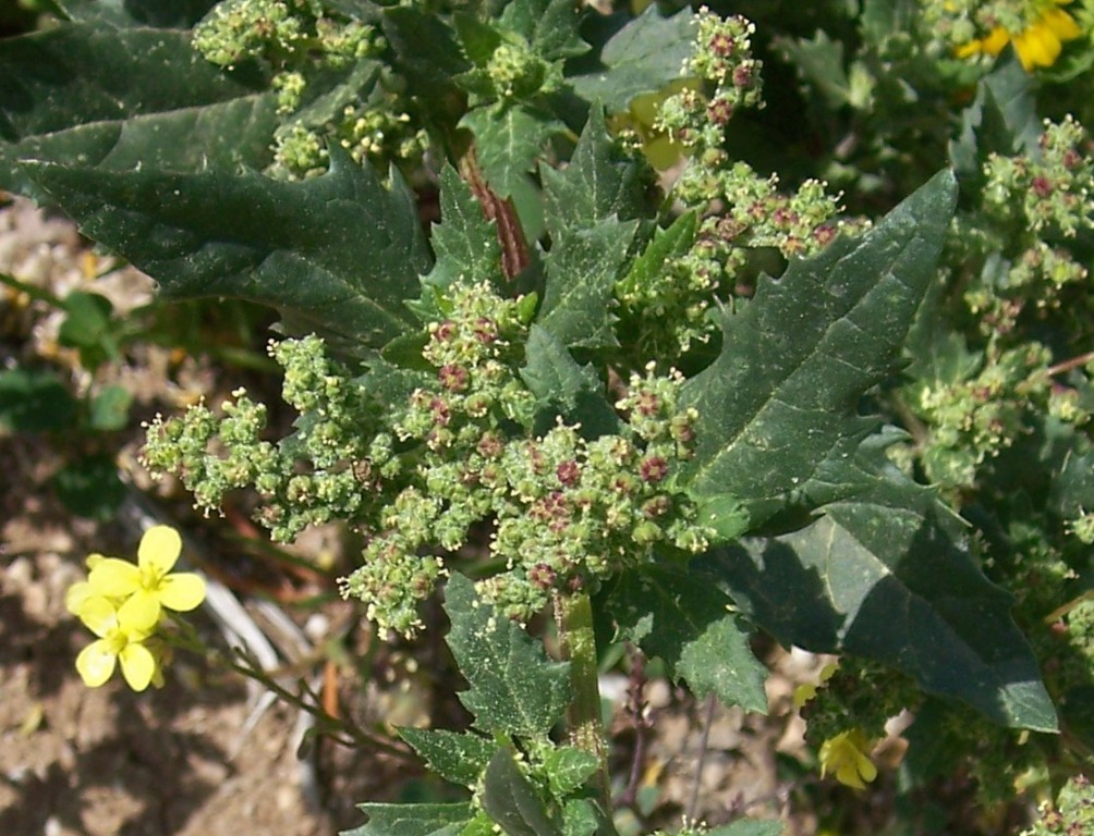 Green flowers?