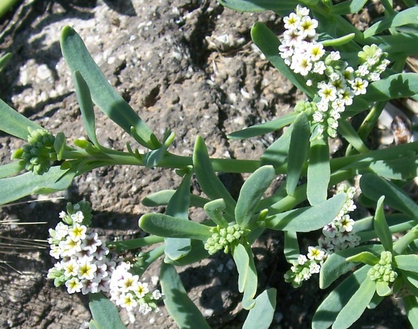 Heliotropium curassavicum / Eliotropio marino