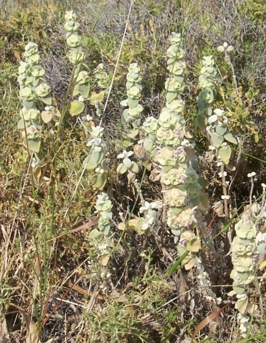 Ballota acetabulosa