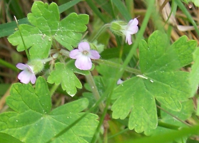 Geranium rotundifolium