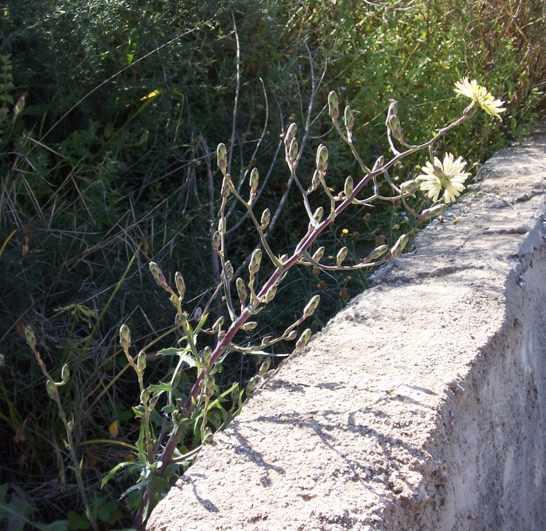 Asteraceae - Lactuca cfr. serriola