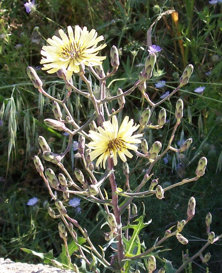 Asteraceae - Lactuca cfr. serriola