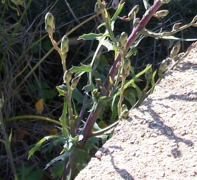 Asteraceae - Lactuca cfr. serriola