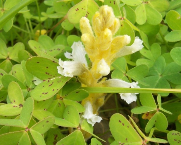 orobanche