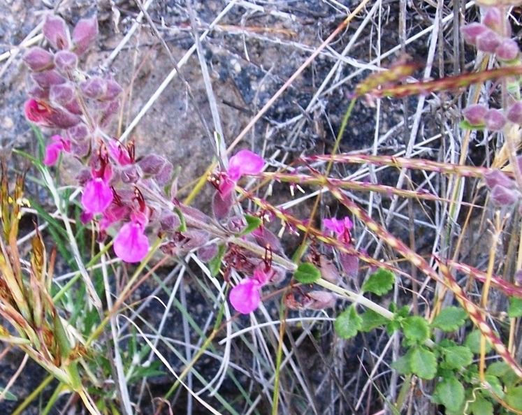 Teucrium chamaedrys