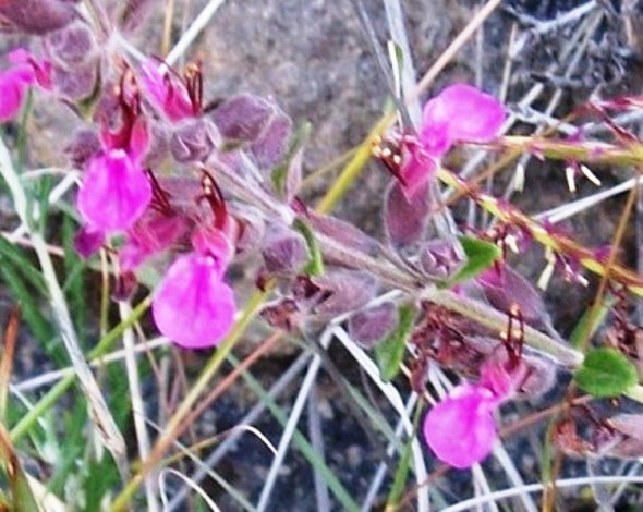 Teucrium chamaedrys