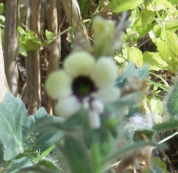 Pulmonaria? - no, Hyoscyamus albus