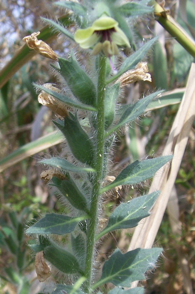 Pulmonaria? - no, Hyoscyamus albus