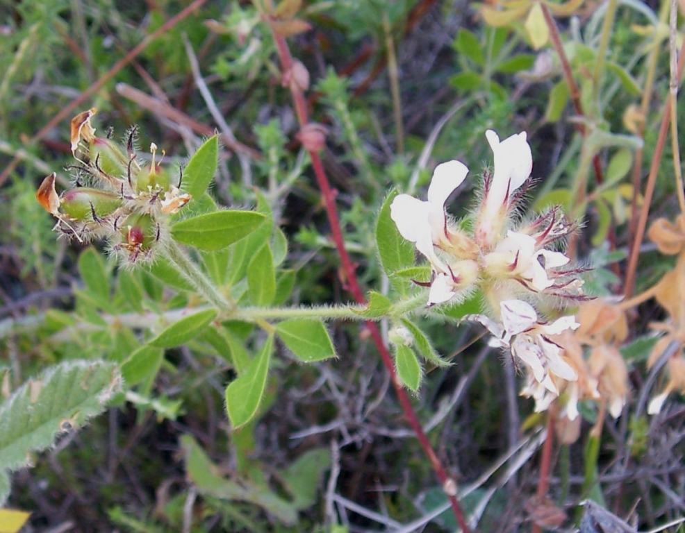 Lotus hirsutus (=Dorycnium hirsutum)