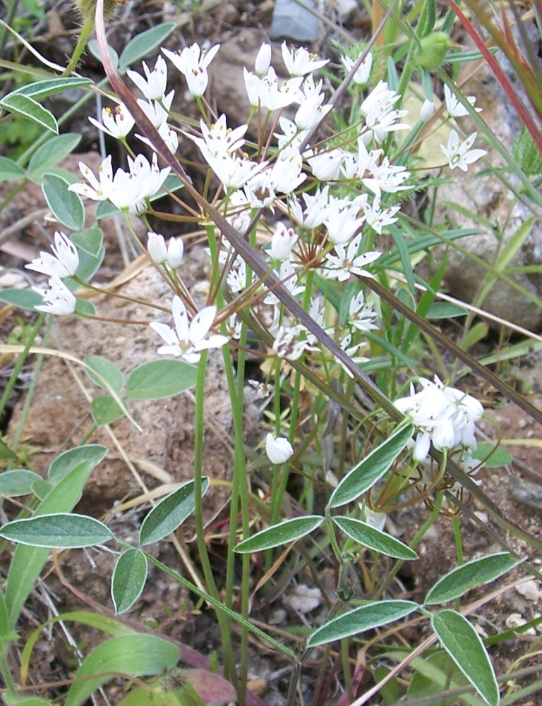 Ornithogalum?