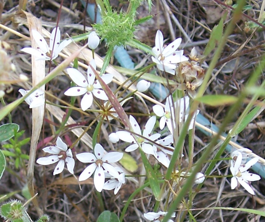 Ornithogalum?