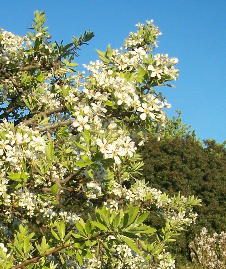 Identification 3 - Pyrus spinosa