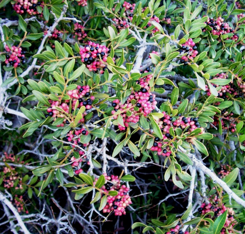 Pistacia lentiscus