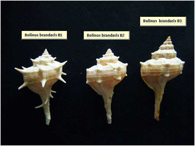 Bolinus brandaris teratologico?