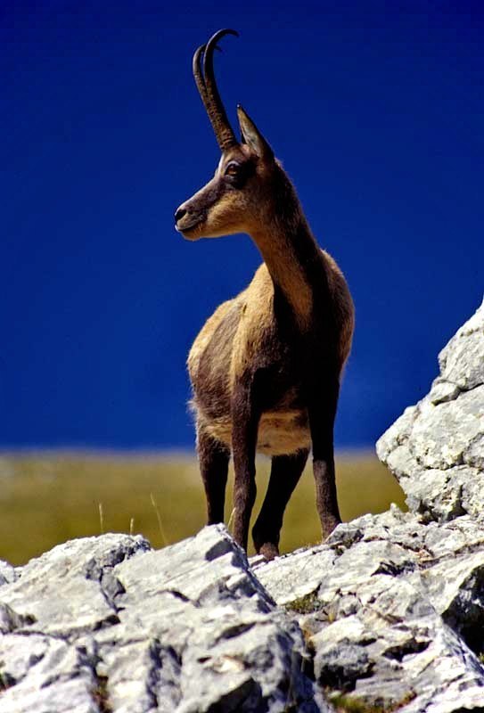 Camoscio d''Abruzzo Rupicapra pyrenaica ornata