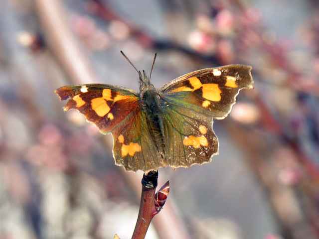 foto per libro farfalle elbane