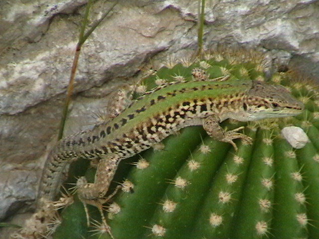 Un Lacerta Sicula Campestris da Teramo sopra un Cactus.