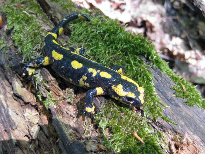 Salamandra Salamandra del Belgio.