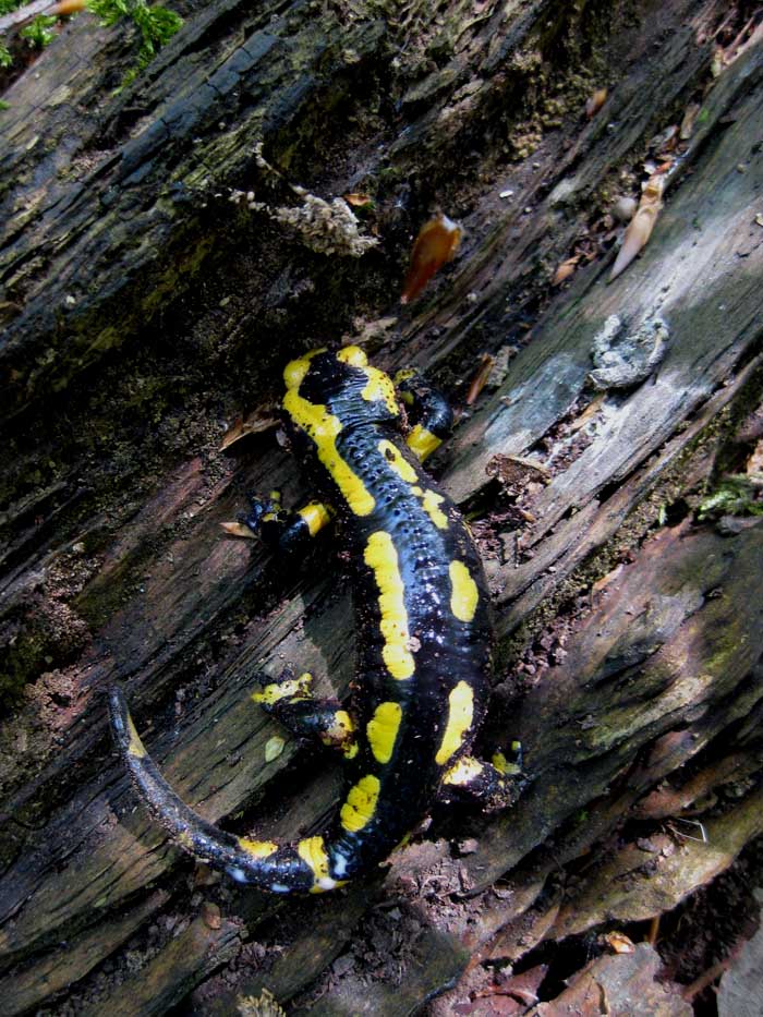 Salamandra Salamandra del Belgio.
