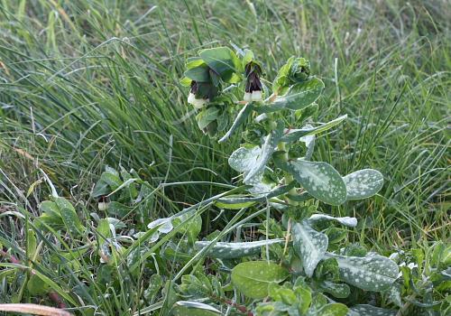 Cerinthe major