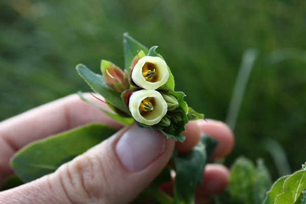 Cerinthe major